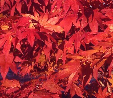 Acer palmatum 'Oshio beni' - mapleridgenursery